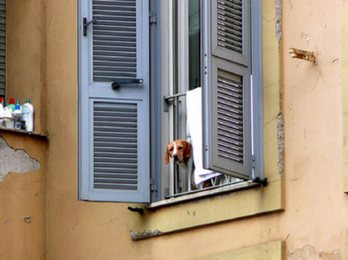A pooch peers out from a Rome apartment (Metro Centric)