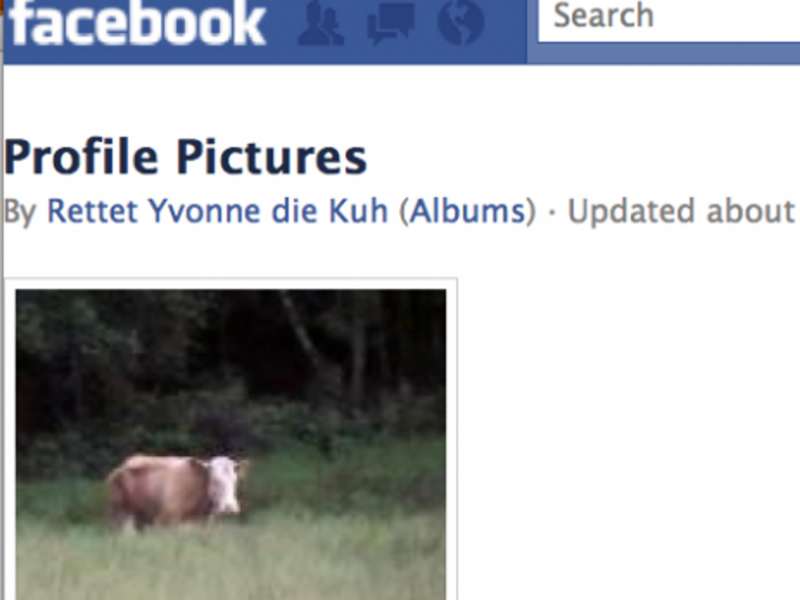 A renegade German cow has her friends and followers.