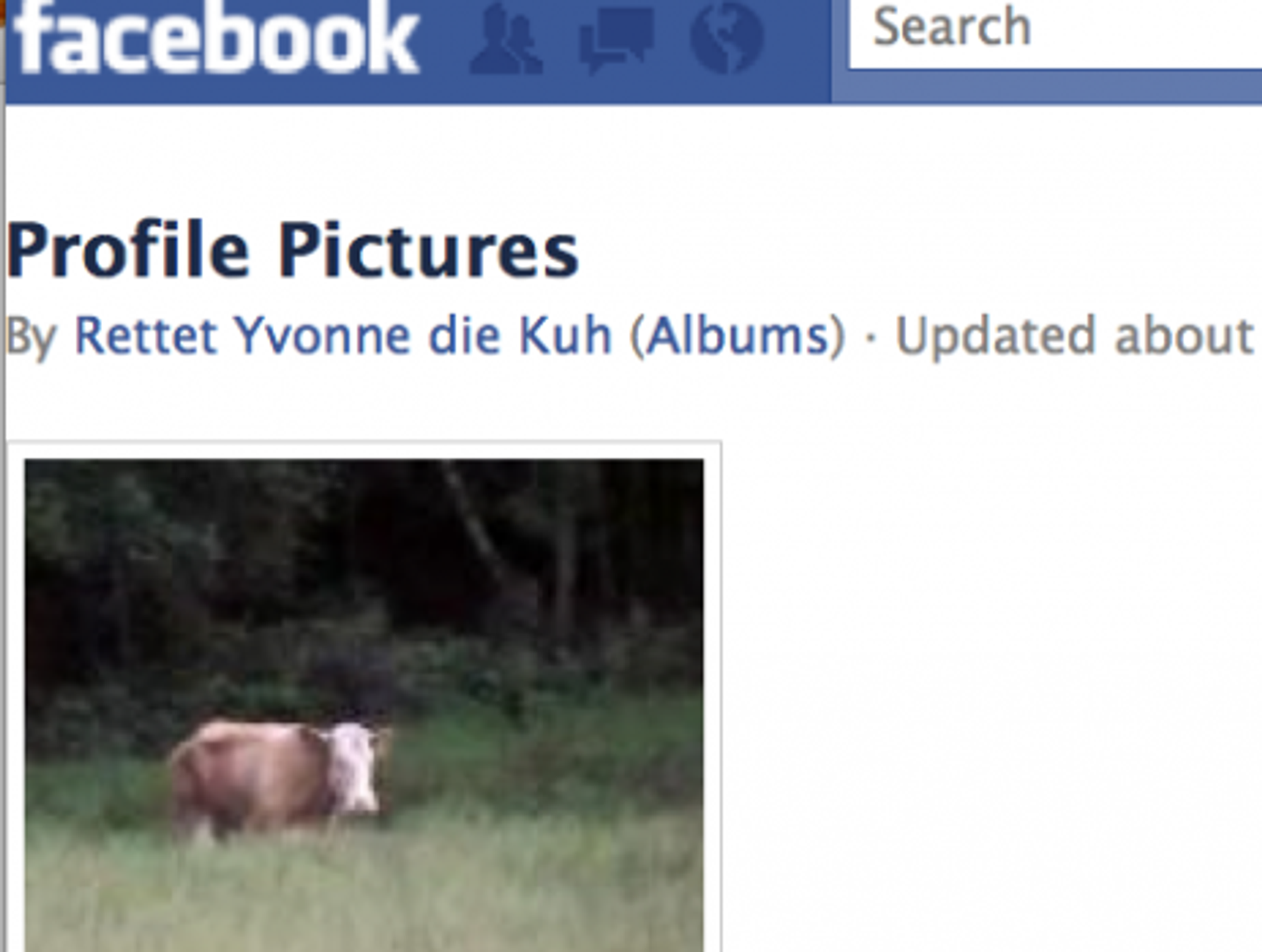 A renegade German cow has her friends and followers.