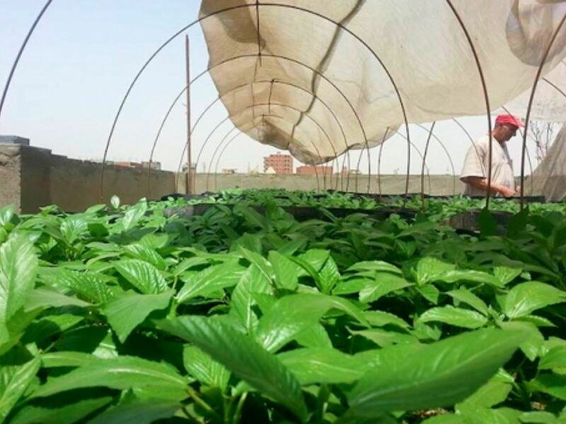 A rooftop garden near Cairo