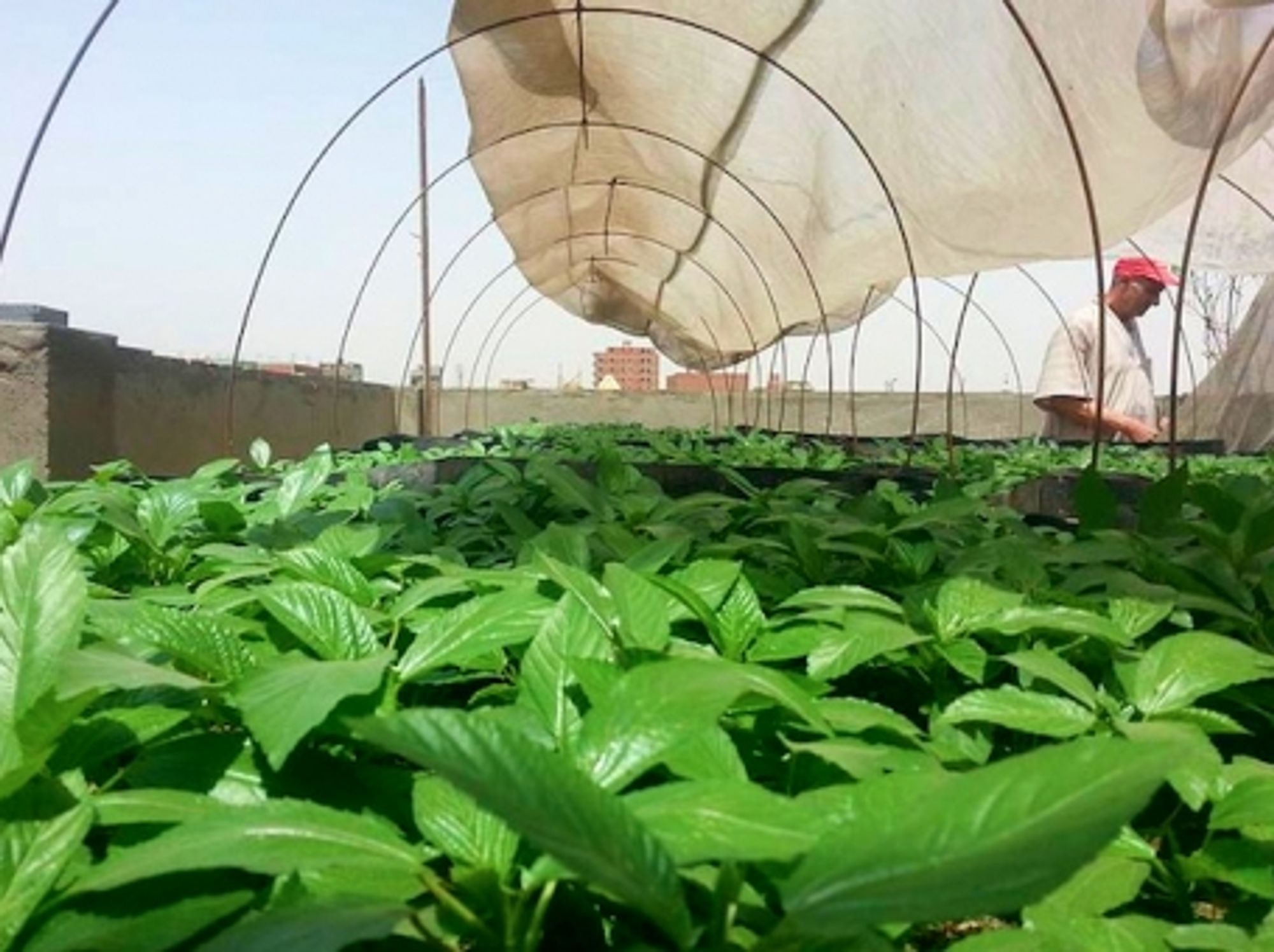 A rooftop garden near Cairo