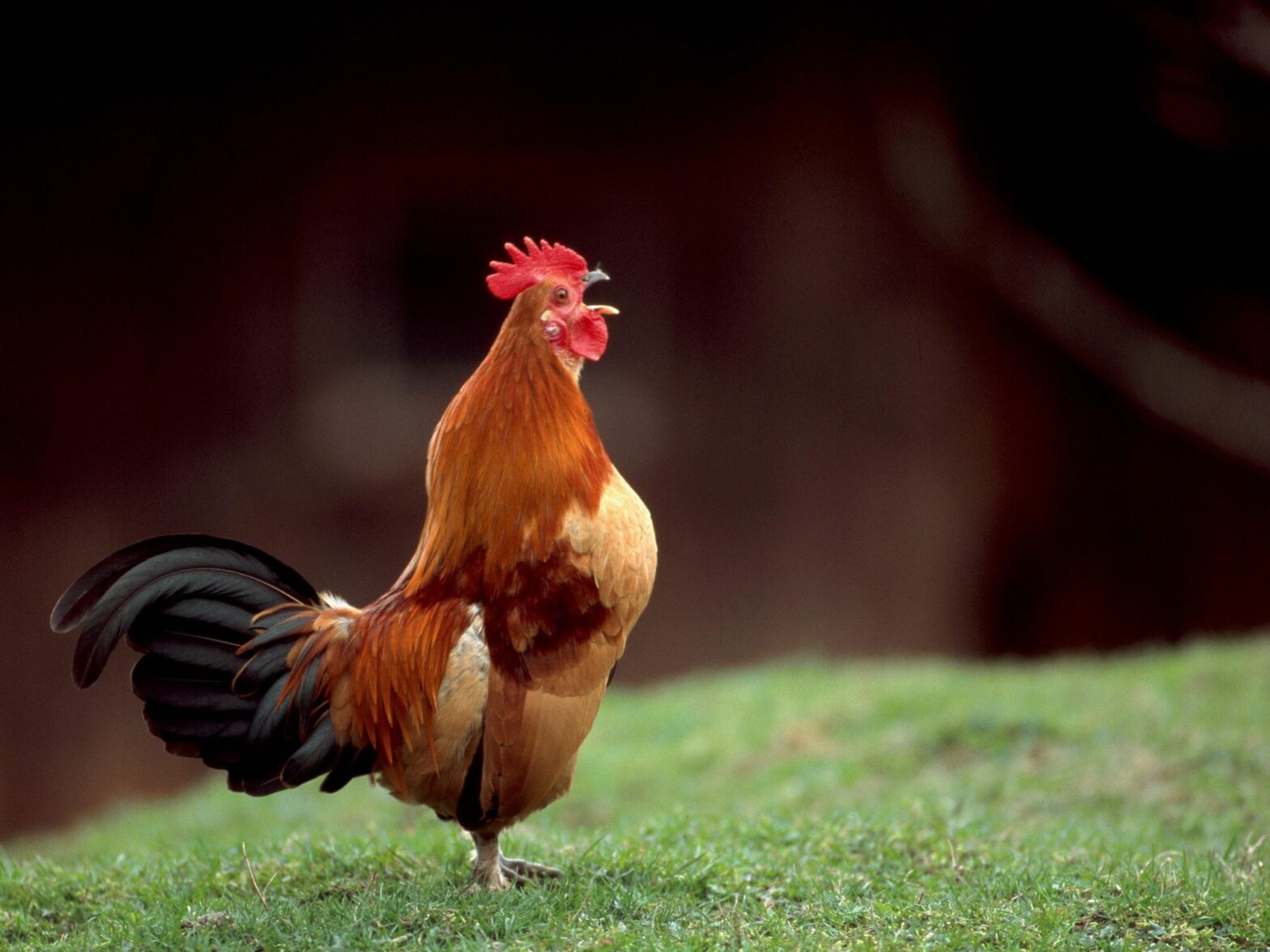 Rooster, Mon Amour: The Not-So-Quiet Truth About Our Famous French Countryside