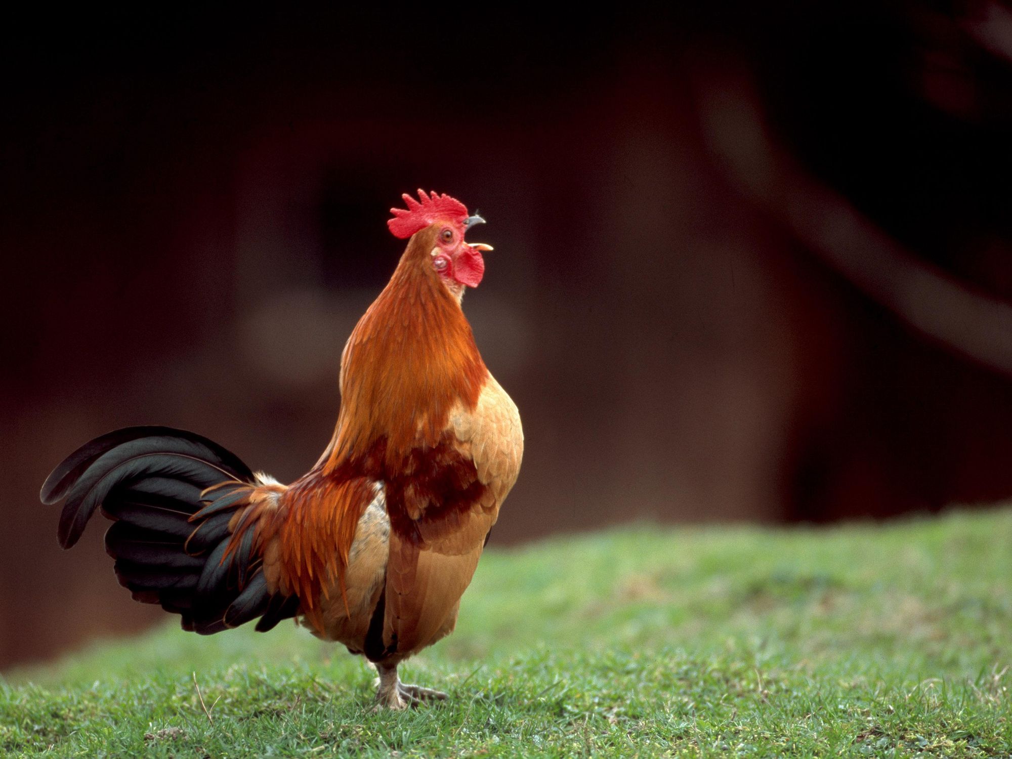 Rooster, Mon Amour: The Not-So-Quiet Truth About Our Famous French Countryside