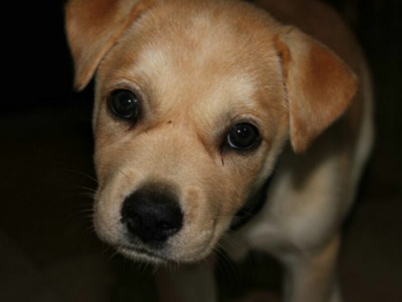 A shelter for him instead of tax dodgers?