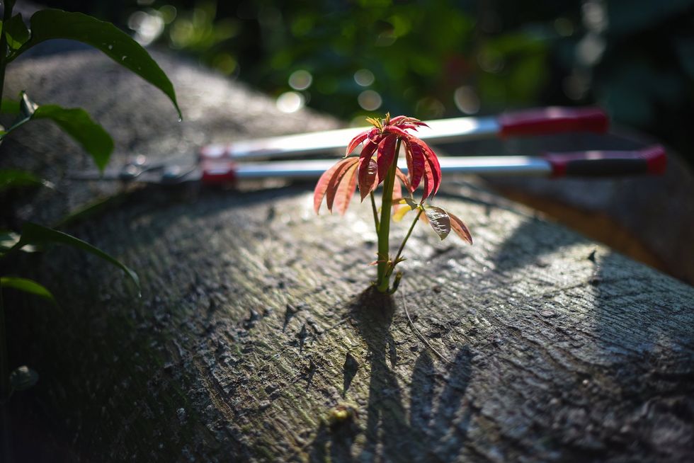 A small sprout emerges from the truck of a felled tree
