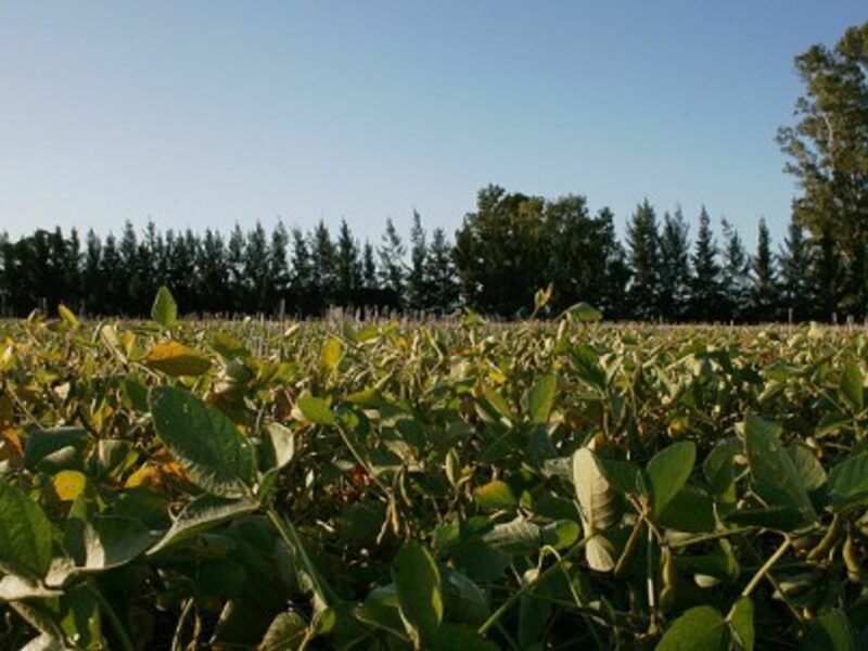 A soy field in San Pedro, Argentina (Irargerich)