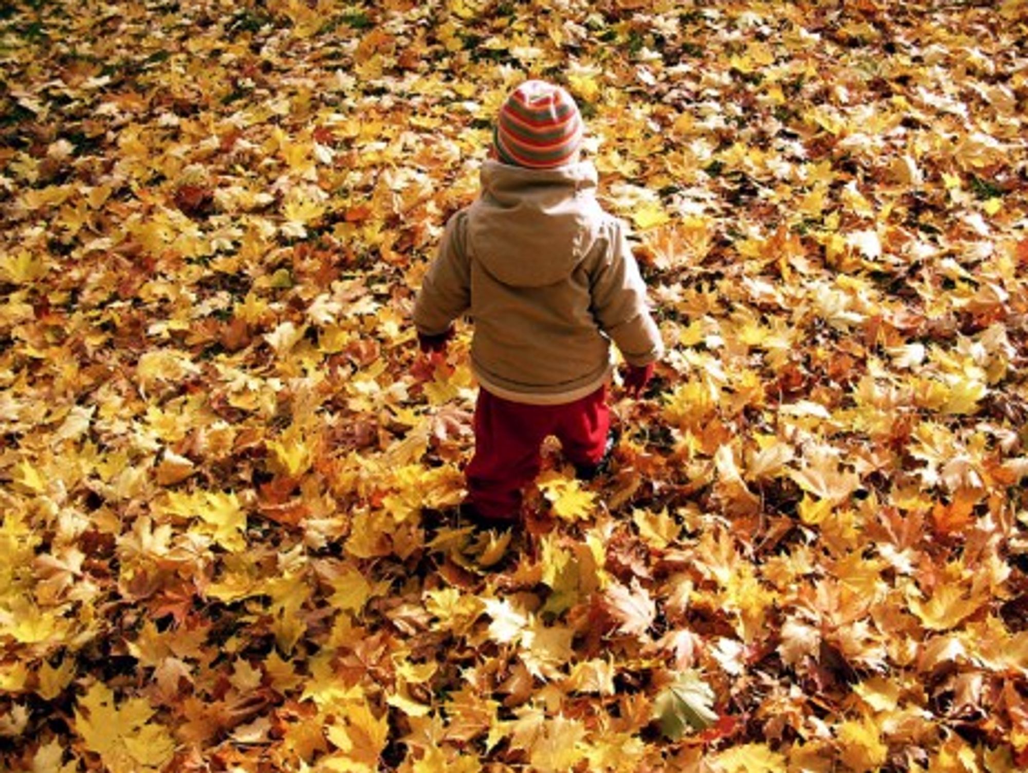 A Swedish kid playing in a park in Stockholm