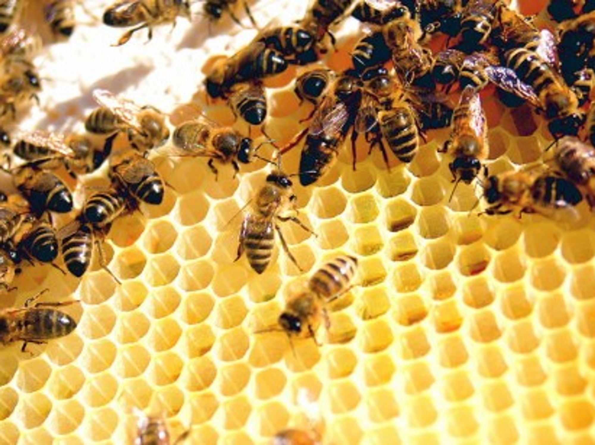 A Sweet Haul: Thieves Raid Australian Beekeepers' Hives