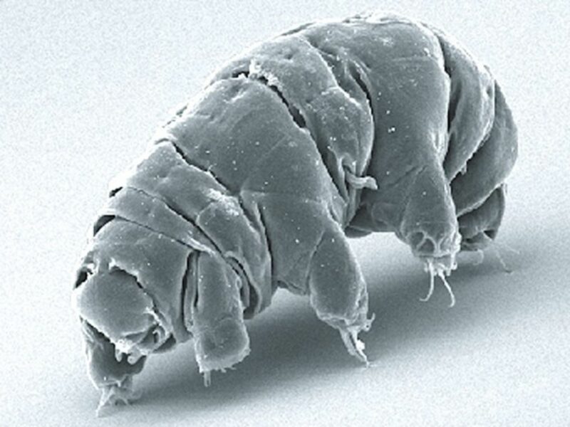 A tardigrade, or 'water bear'