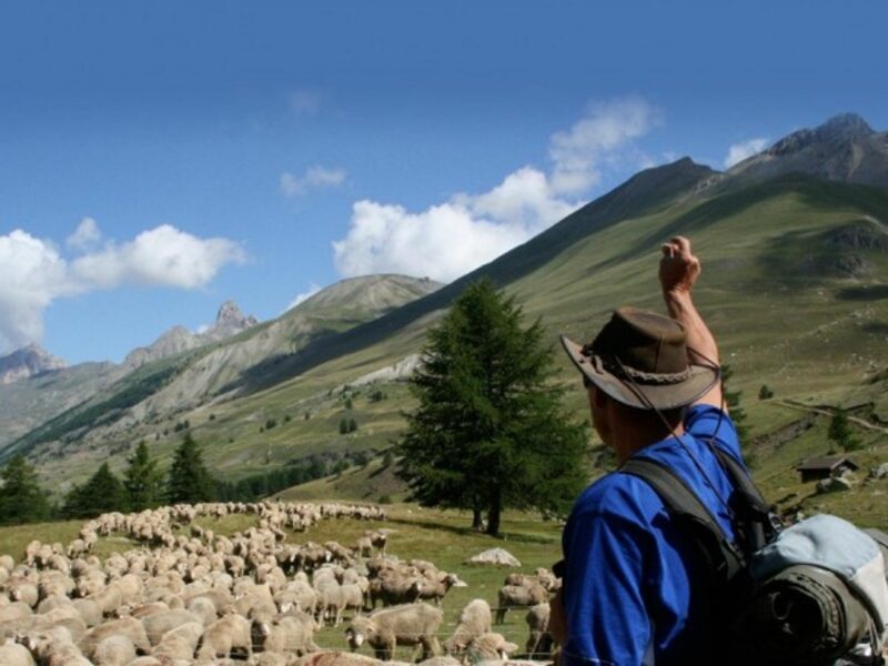 A transhumant shepherd herding sheep at the Merle Training Center.