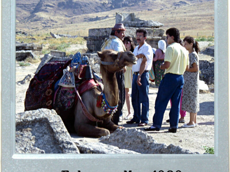 A Turkish Camel's Life