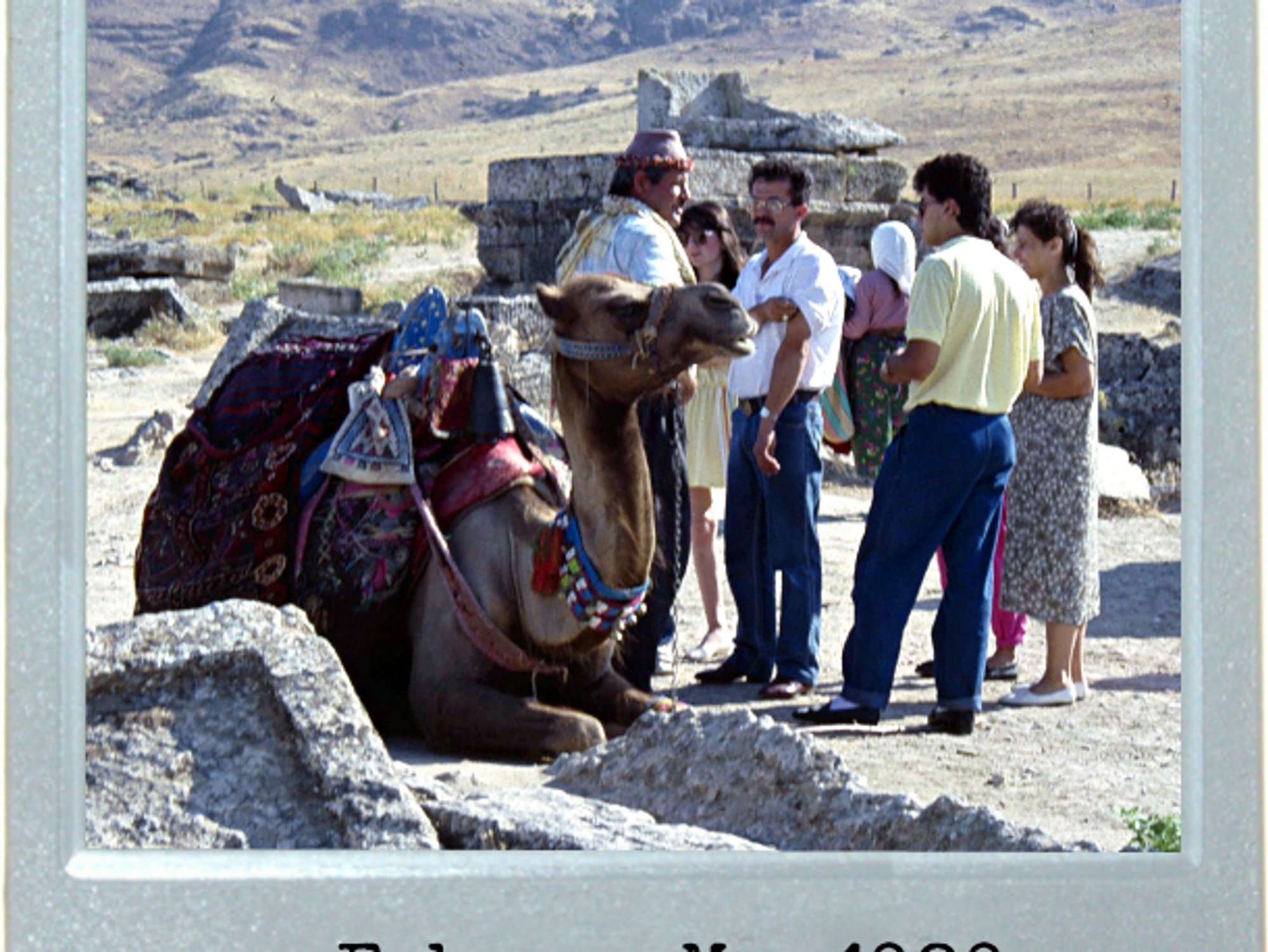 A Turkish Camel's Life