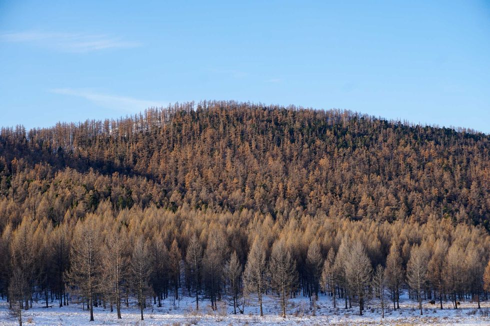 A typical cedar forest during winter in Nariin Ulunt, Ikhtamir soum, Arkhangai province.
