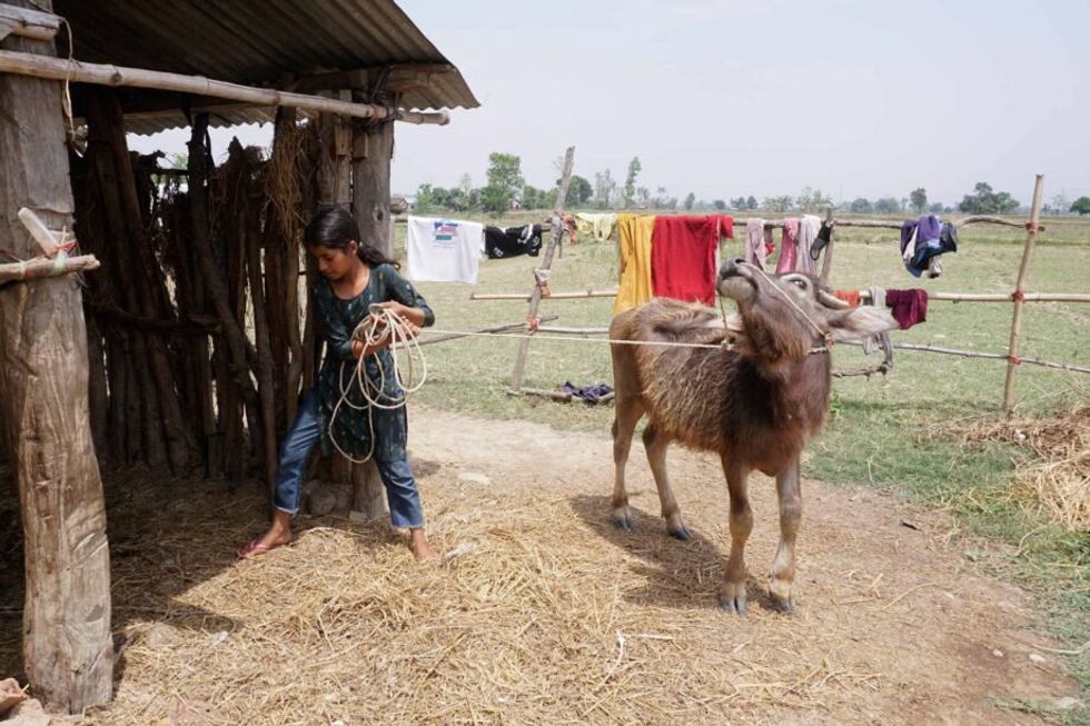 A typical day in the life of the siblings involves taking care of the buffalo, working in the fields, and finding time at the end of the day to finish their homework.