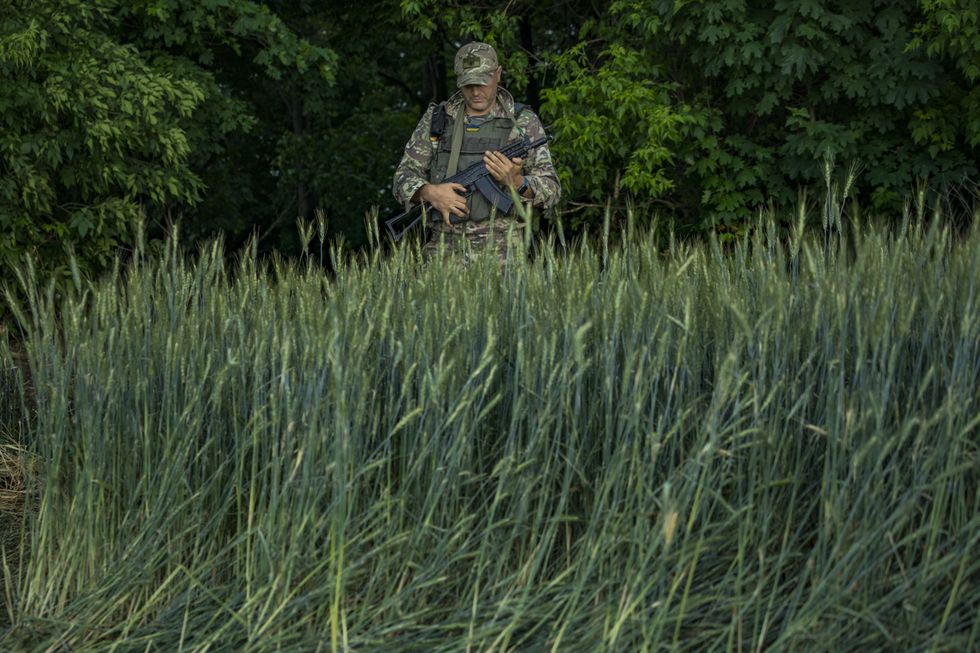 A Ukrainian soldier surrounded by wheat plants in Ukraine