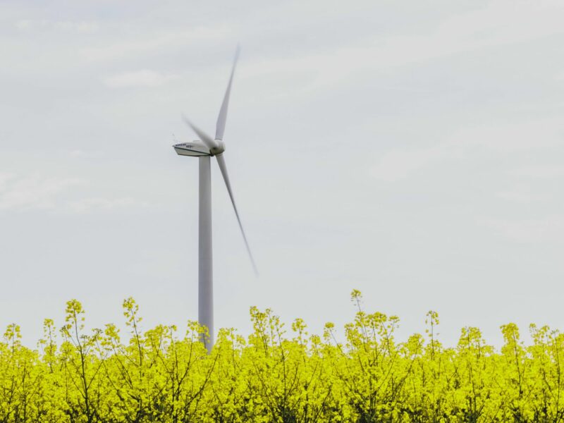 A wind turbine in a rapeseed field, taken in Vierkirchen.