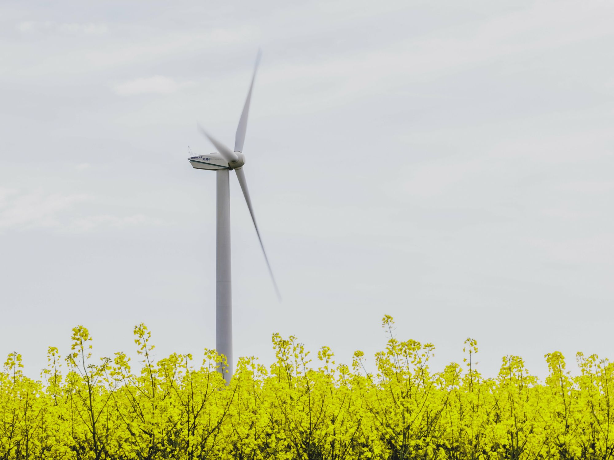 A wind turbine in a rapeseed field, taken in Vierkirchen.