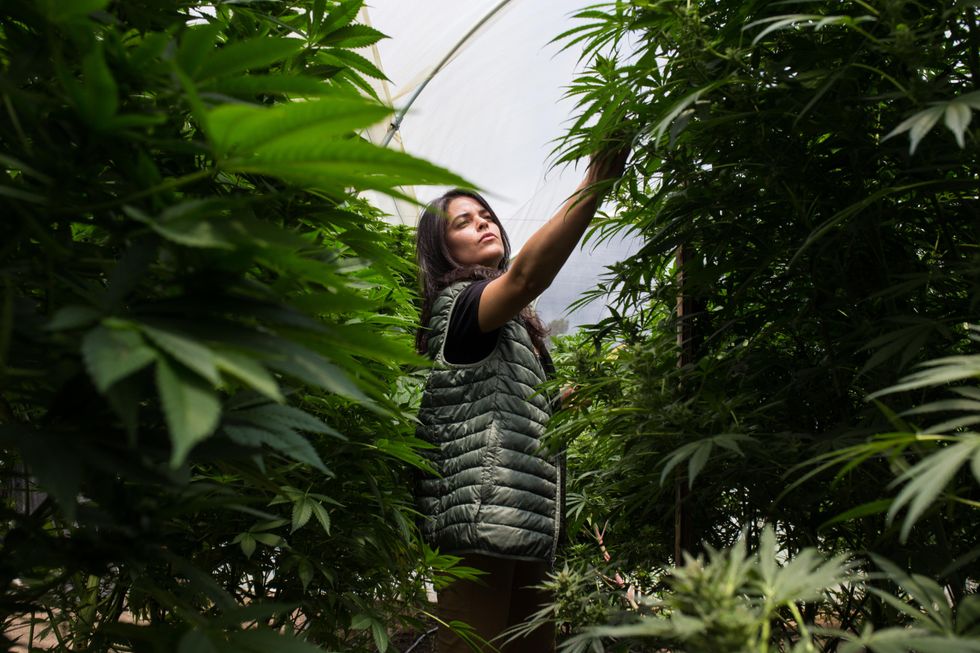 A woman checking cannabis plants.