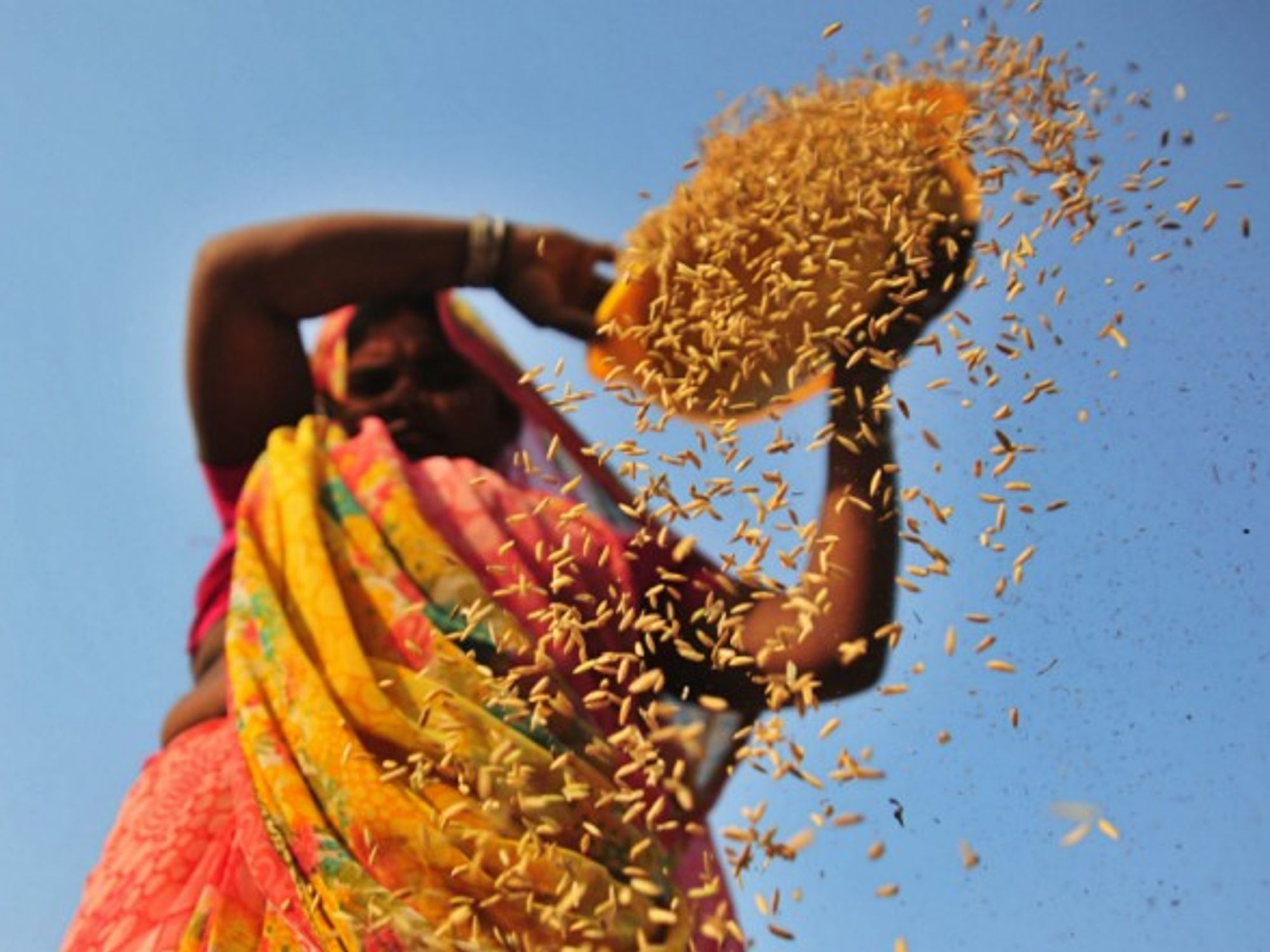 A woman farmer in India