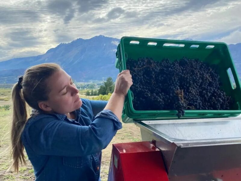 A woman feeds harvested grapes into a machine in Argentina