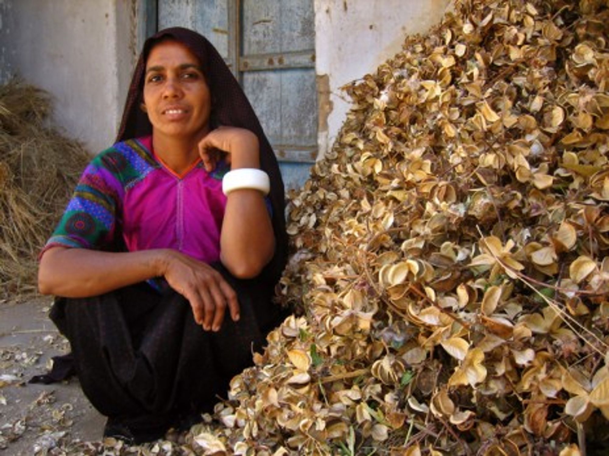 A woman from the Ahir tribe at Chapredi village with cotton husks (Meena Kadri)