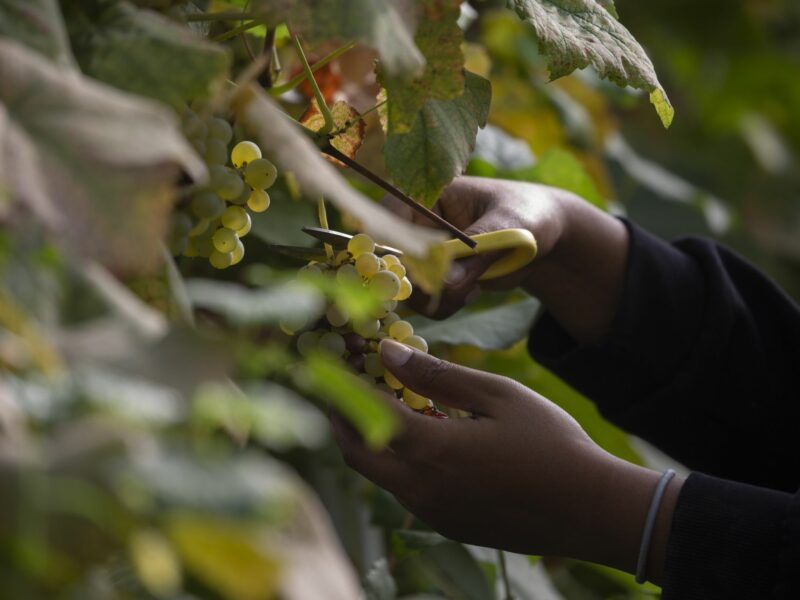 A woman harvests organic grapes at a greenhouse at Harna farm in Sweden, Oct. 1, 2023.