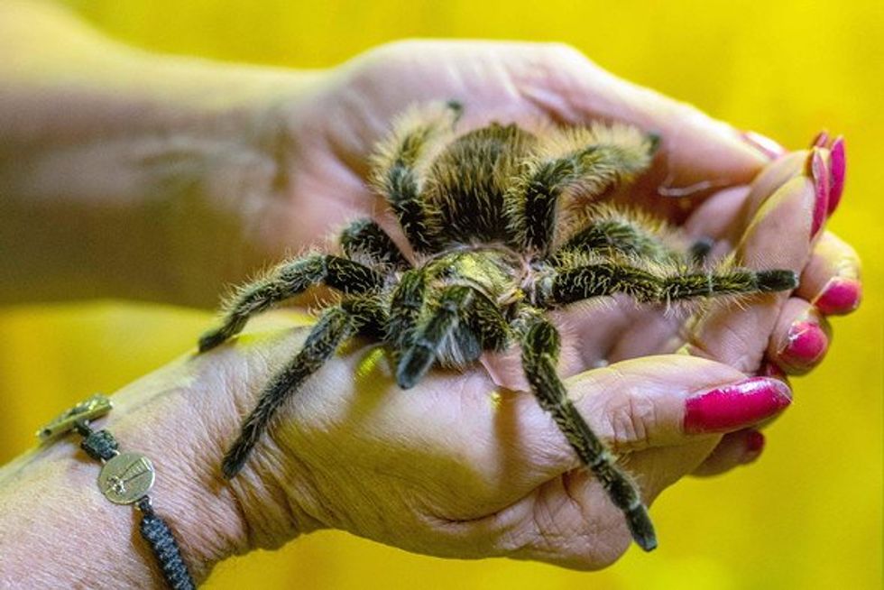 A woman holding a South American tarantula.