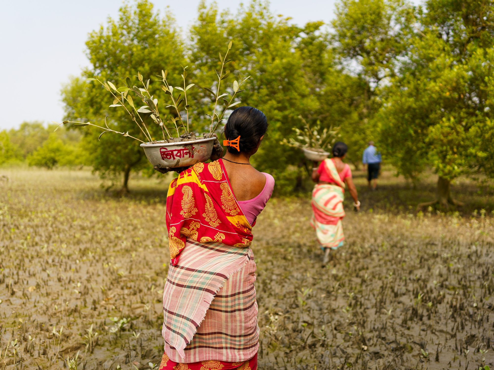 A woman is seen holding a mangrove sprout in a mangrove plantation.