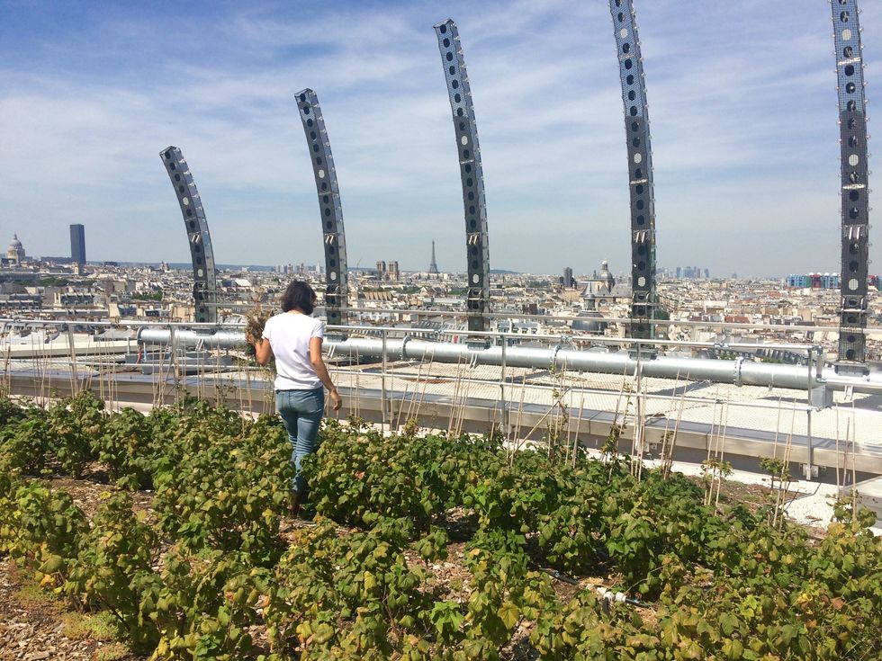 A woman picks from a rooftop garden in Paris.