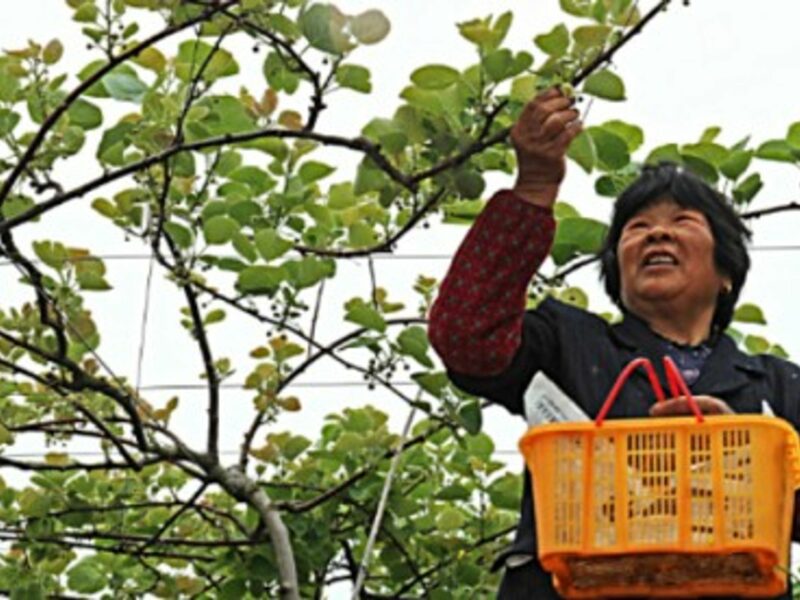 A woman picks fruits for pollination in China's Zhejiang Province, in April 2014.