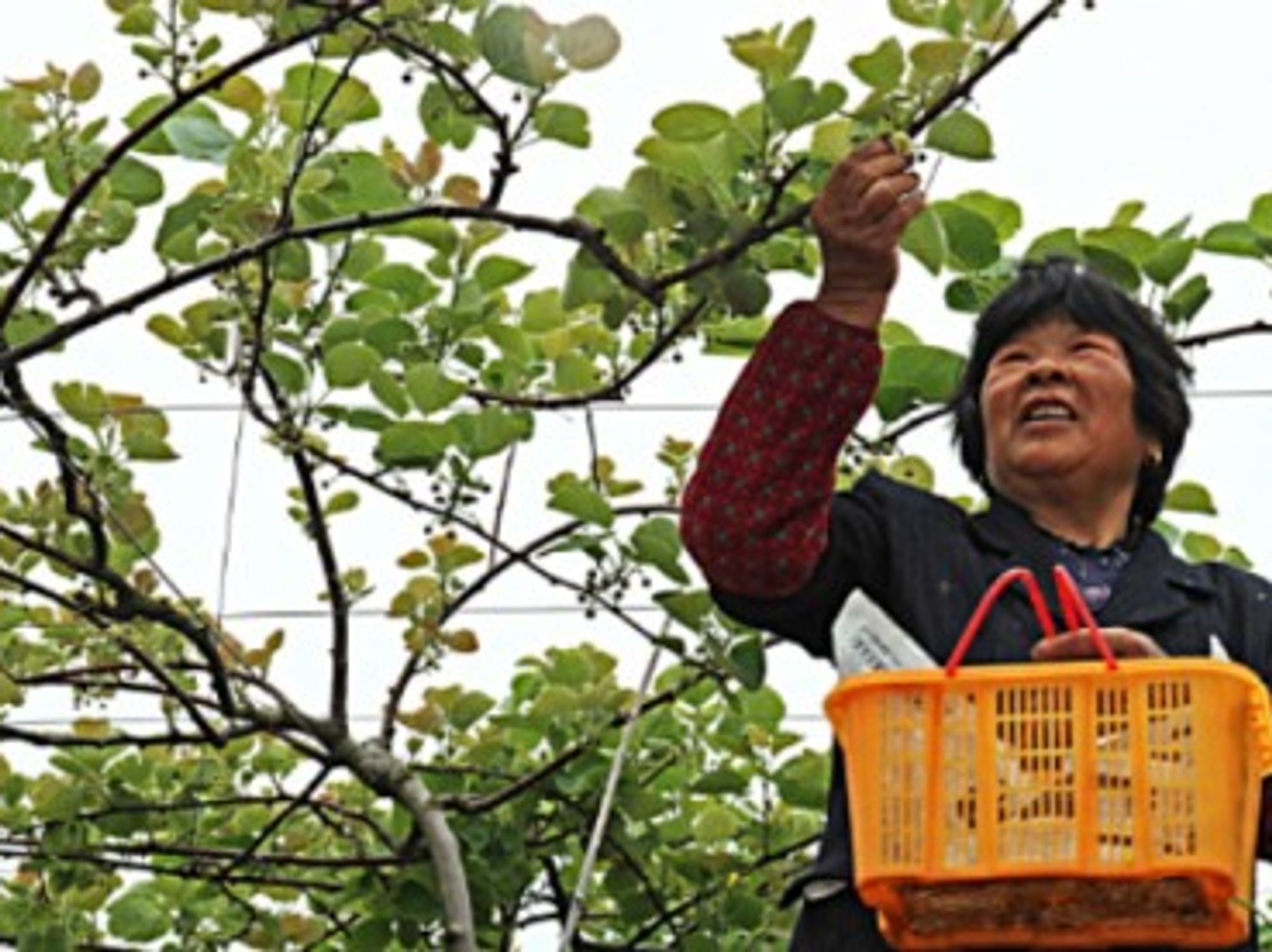 A woman picks fruits for pollination in China's Zhejiang Province, in April 2014.