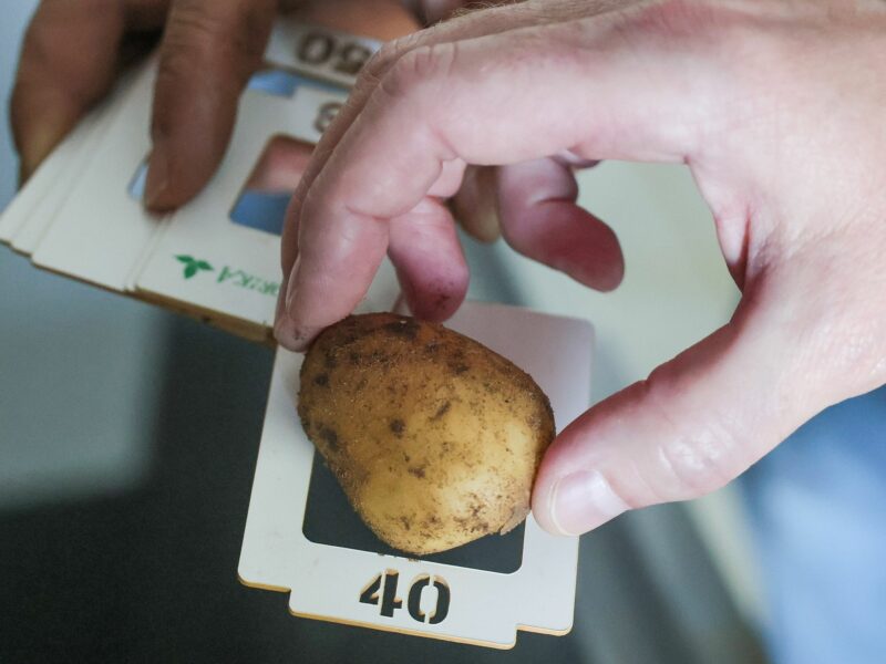 Spud Science? How Hybrid Breeding Could Make The Potato Even Hardier