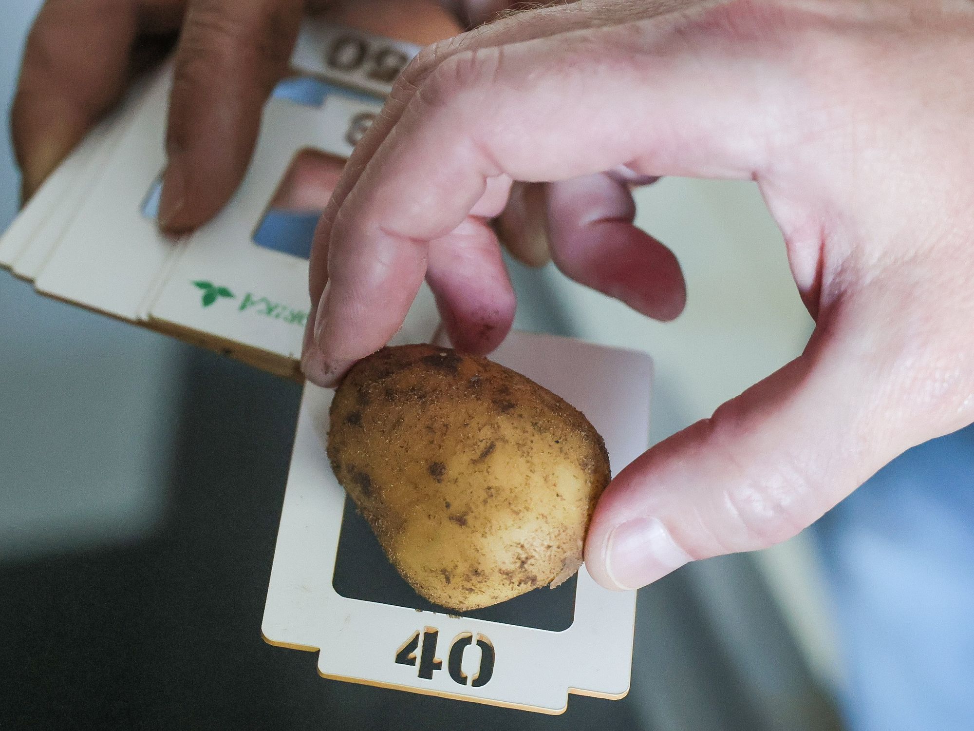 Spud Science? How Hybrid Breeding Could Make The Potato Even Hardier