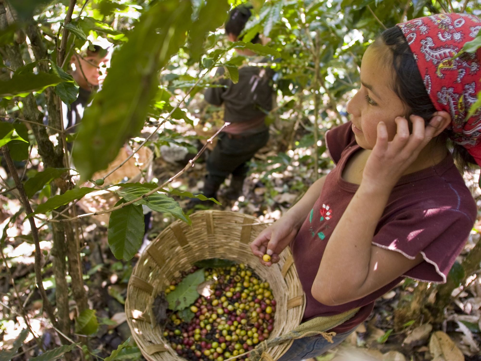 In Mexico, Indigenous Women Are Saving Your Morning Coffee, One Plant At A Time