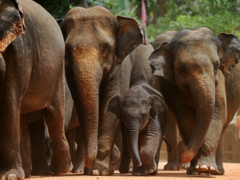 About 6,000 elephants live in the wild in Sri Lanka