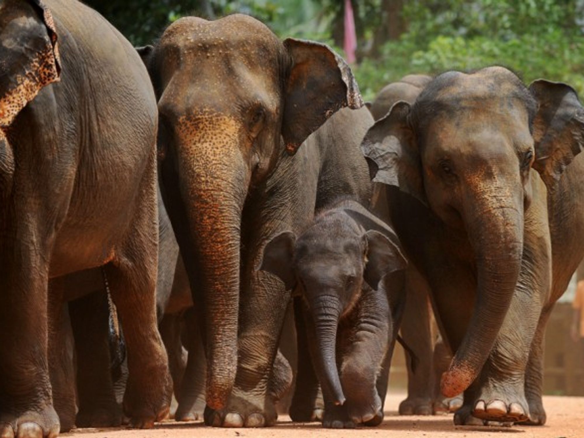 About 6,000 elephants live in the wild in Sri Lanka