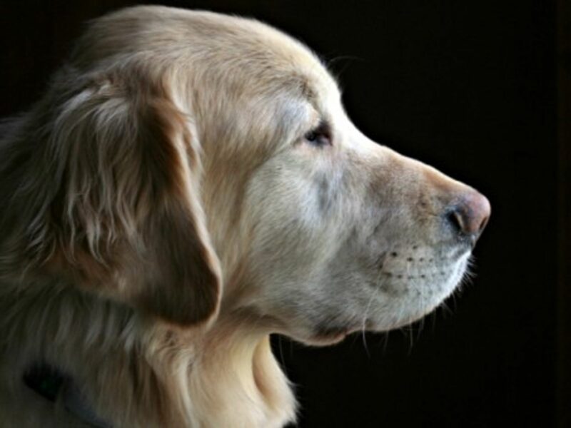 Aches And Pets: How Your Dog Can Help Treat Arthritis