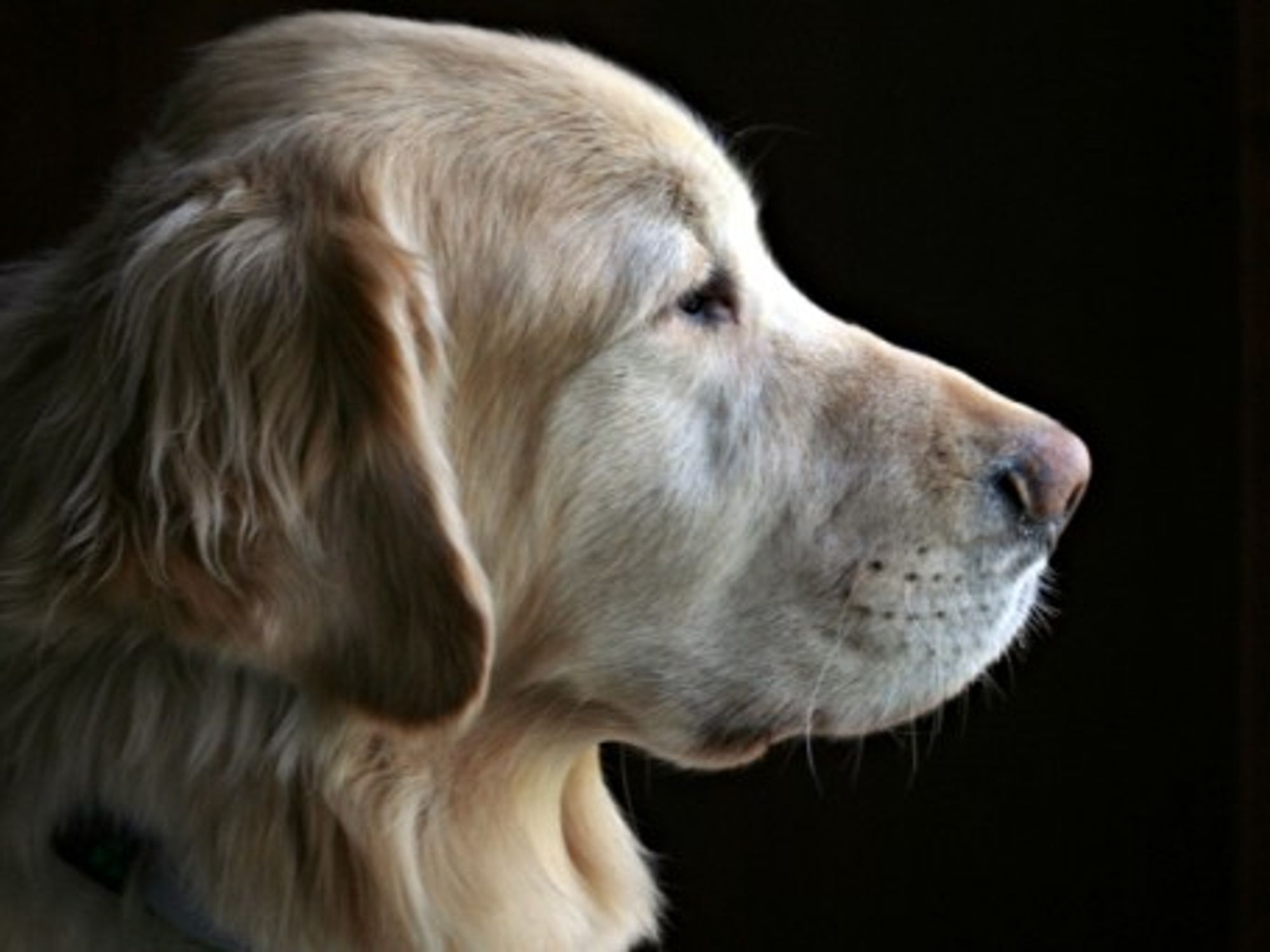 Aches And Pets: How Your Dog Can Help Treat Arthritis