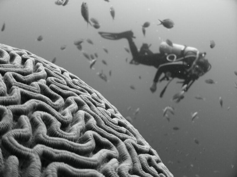 Saving The Planet Is Really A Question Of Dopamine