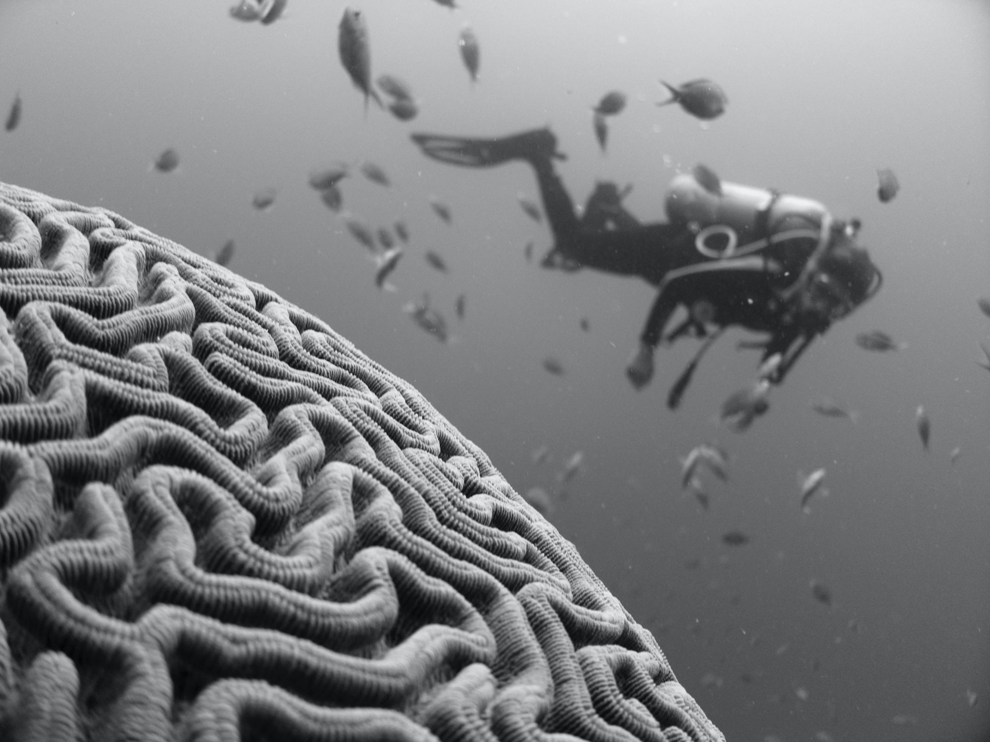 Saving The Planet Is Really A Question Of Dopamine