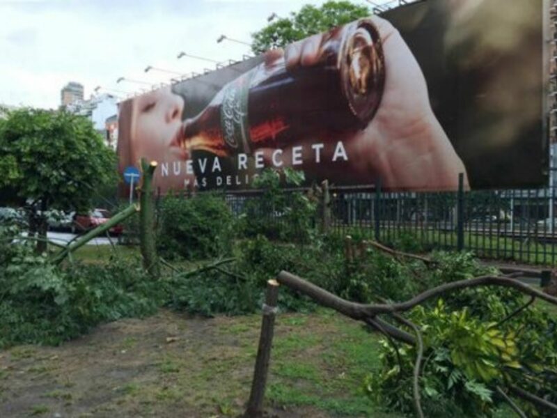After the trees were cut down