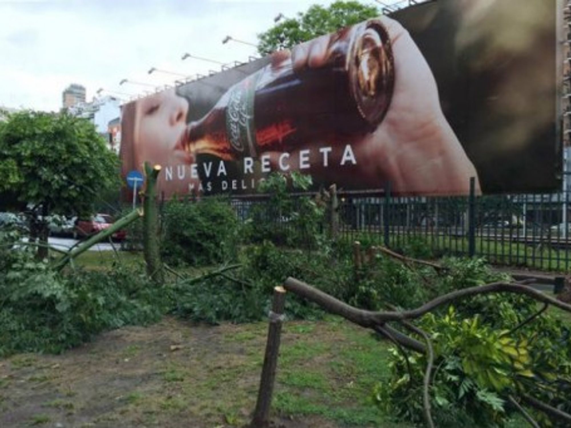 After the trees were cut down