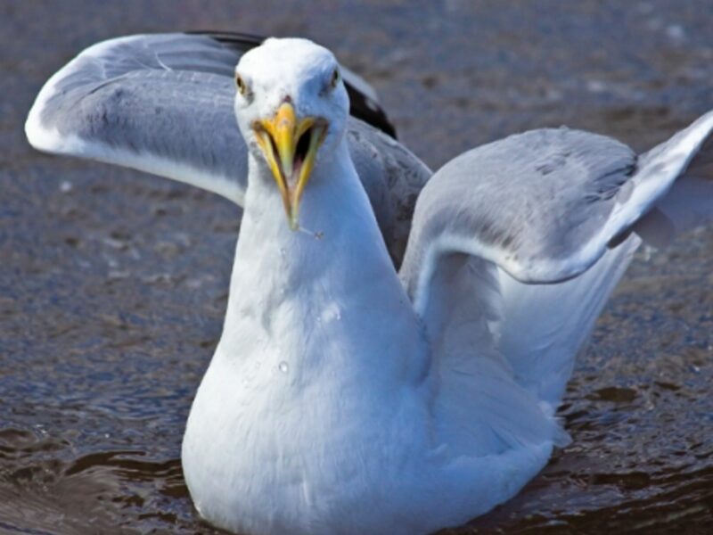 Aggressive gull