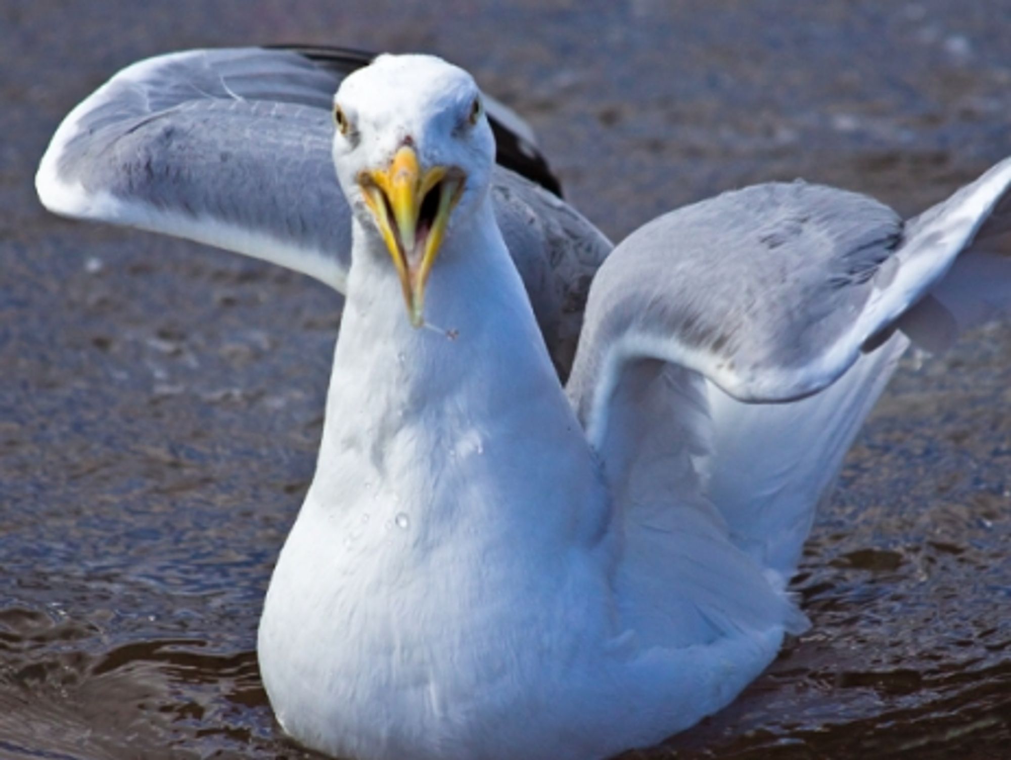 Aggressive gull