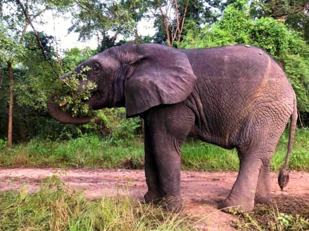 Ahmed the elephant in the N'Zi nature reserve