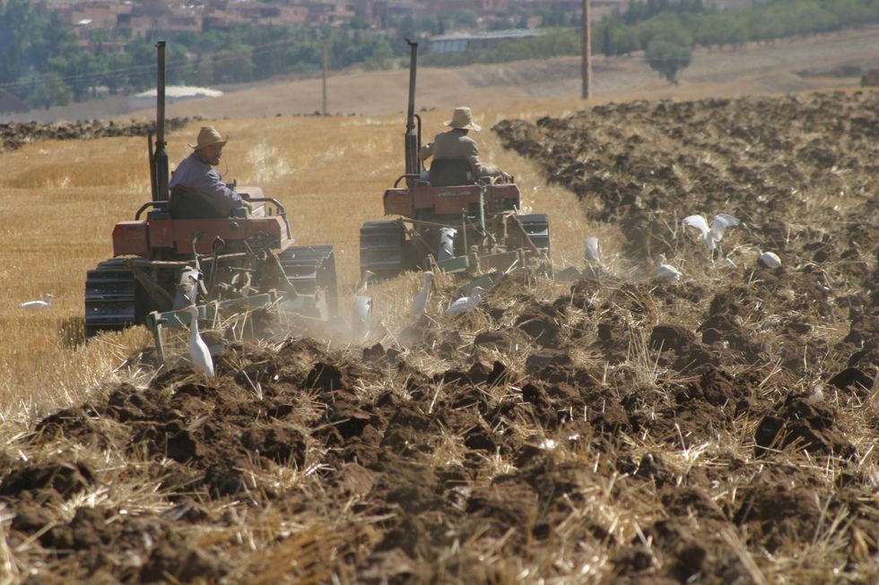 Algeria can typically produce roughly five billion tons of potatoes a year