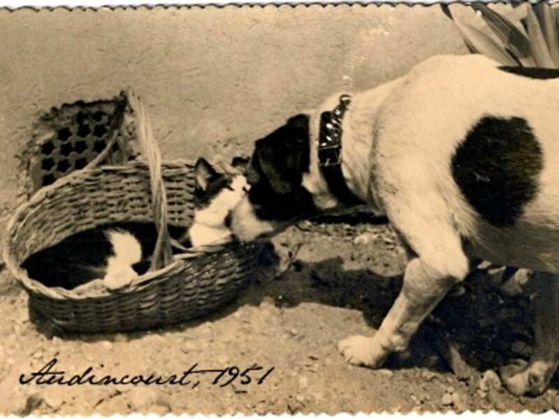 Allied Dog