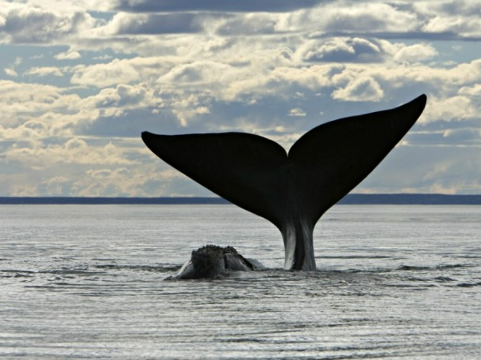 All's whale that ends whale?