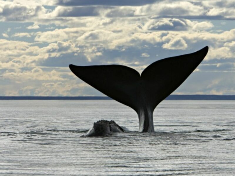 All's whale that ends whale?
