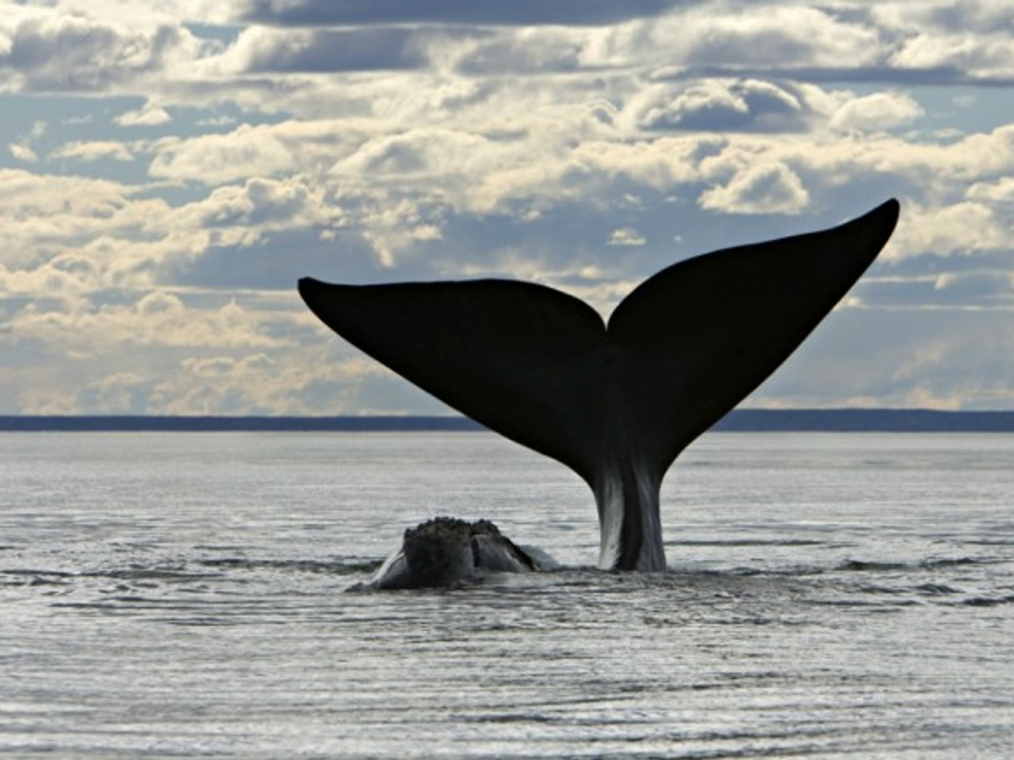 All's whale that ends whale?